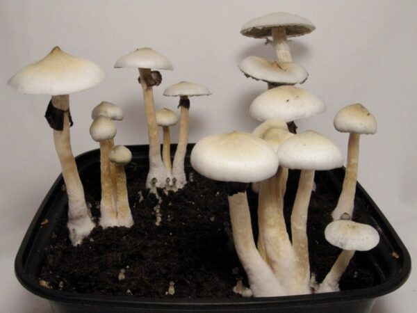 ALBINO A+ MUSHROOM STRAIN FOR SALE