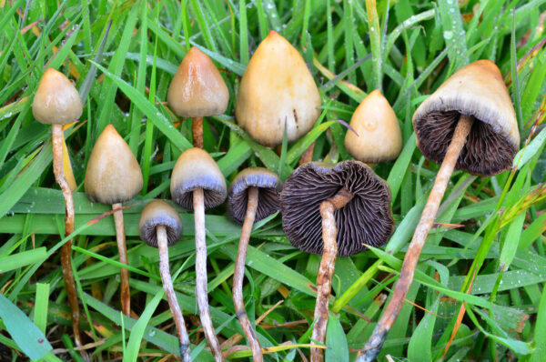 liberty cap mushroom, pictures of liberty cap mushrooms