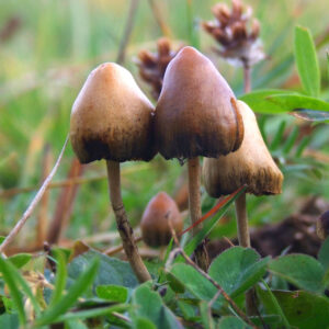 The funghi that produce psilocybin